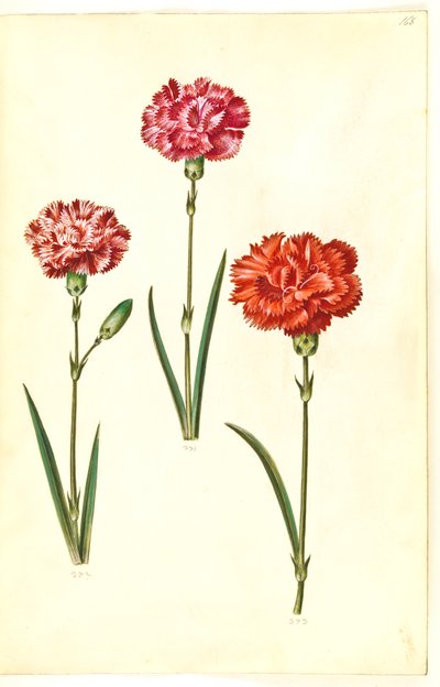 Dianthus caryophyllus (قرنفل الحديقة) بواسطة هانز سيمون هولتزبيكر