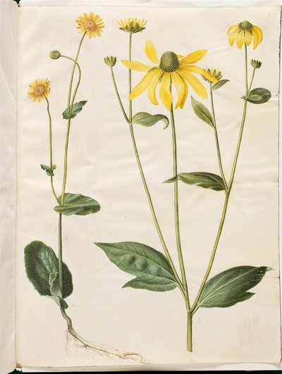 Doronicum pardalianches (hjertebladet gemserod) ؛ Rudbeckia laciniata (fliget solhat) بواسطة هانز سيمون هولتزبيكر