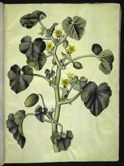 Ecballium elaterium بواسطة ماريا سيبيلا ميريان