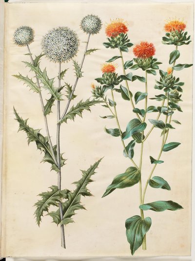 Echinops sphaerocephalus (almindelig tidselkugle) ؛ صبغ القرطم (جول سافلورتيدسيل) بواسطة هانز سيمون هولتزبيكر