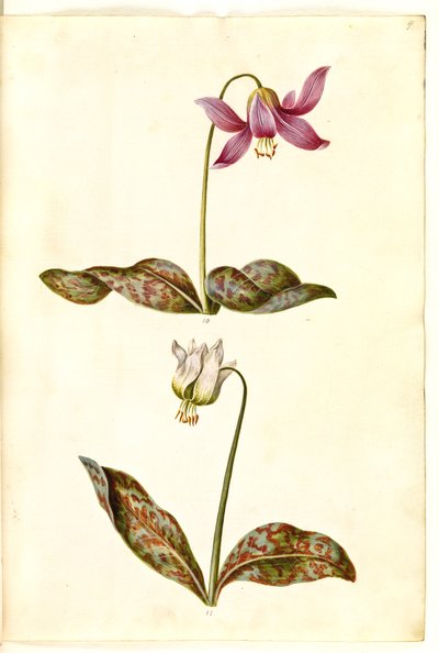 Erythronium dens-canis (سن الكلب الحقيقي) بواسطة ماريا سيبيلا ميريان