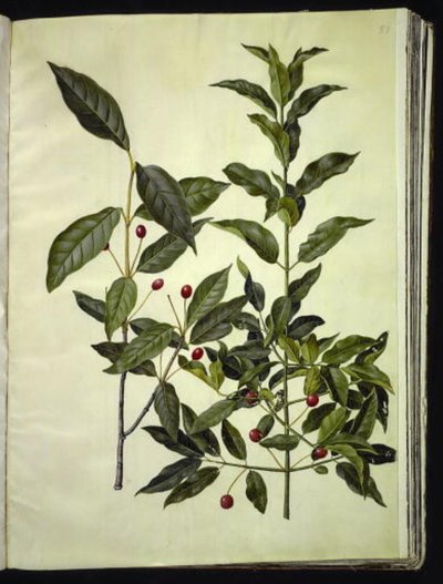 Euonymus latifolius (خشب عريض الأوراق) ؛ Euonymus europaeus (بونوود مشترك) بواسطة ماريا سيبيلا ميريان