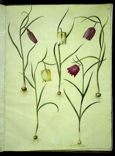 Fritillaria Meleagris (بيض الأفعى الشائعة) بواسطة هانز سيمون هولتزبيكر