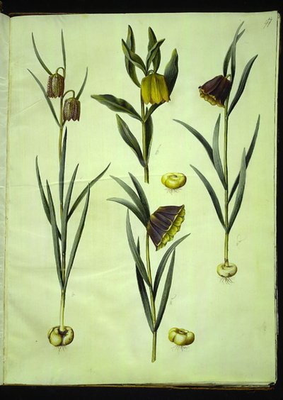 فريتيلاريا ميليجريس (بيض الأفعى الشائعة) ؛ Fritillaria aurea أو Fritillaria tubiformis & moggridgei (بيض فيبي) ؛ فريتيلاريا مونتانا بواسطة هانز سيمون هولتزبيكر