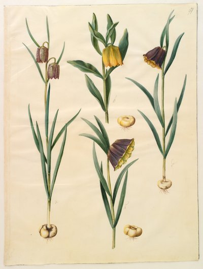 Fritillaria meleagris; Fritullaria lutea eller Fritullaria latifolia var lutea; Fritillaria pyrenaica بواسطة هانز سيمون هولتزبيكر