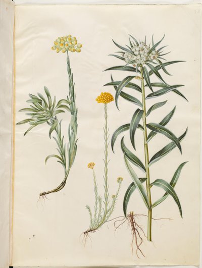 Helichrysum orientale (شجيرة أبدية) ؛ Helichrysum Stoechas (زهرة أبدية نتنة) ؛ Anaphalis margaritacea (سلة اللؤلؤ الشائعة) بواسطة ماريا سيبيلا ميريان