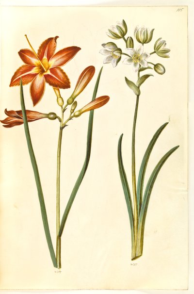 Hemerocallis fulva (برون داليجي) ؛ Ornithogalum arabicum (mælkestjerne) بواسطة ماريا سيبيلا ميريان