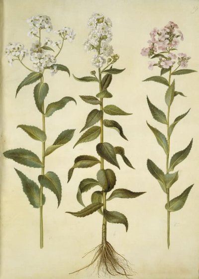 Hesperis matronalis (نجمة المساء المشتركة) بواسطة Hans Simon Holtzbecker