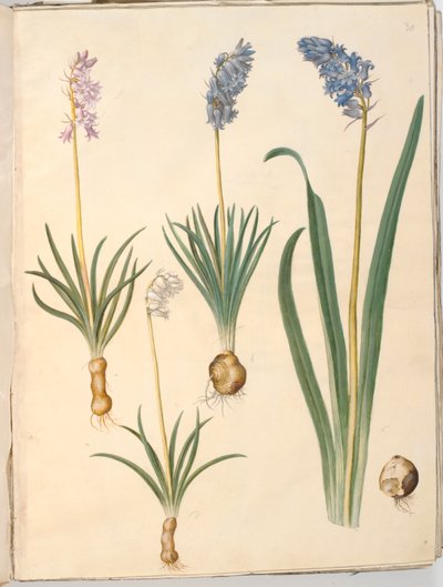 Hyacinthoides non-scripta (جرس شائع) ؛ Hyacinthoides hispanica (زهرة الجرس الاسبانية) بواسطة ماريا سيبيلا ميريان