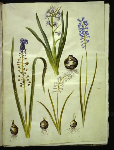 صفير شرقي (صفير الميندليج) ؛ Muscari comosum (duskhyacint) ؛ Brimeura amethystina (أزرق بيرينيسك) بواسطة هانز سيمون هولتزبيكر