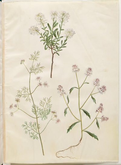 Iberis sempervirens (وسادة الثلج) ؛ Coriandrum sativum (الكزبرة الشائعة) ؛ امارا ايبيريس (زهرة القوس المر) بواسطة هانز سيمون هولتزبيكر