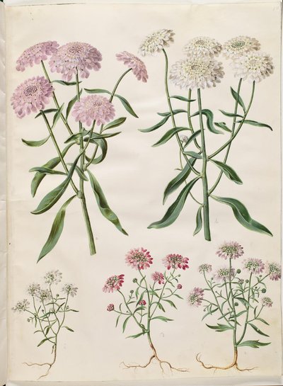 Iberis umbellata (زهرة الشاشة القوس) ؛ امارا ايبيريس (زهرة القوس المر) بواسطة ماريا سيبيلا ميريان
