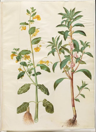 Impatiens noli-tangere (بلسم الربيع) ؛ Impatiens بلسمينا (بلسم) بواسطة هانز سيمون هولتزبيكر