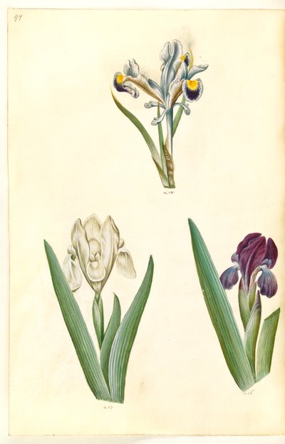 قزحية بيرسيكا (القزحية الفارسية) ؛ Iris lutescens أو Iris pumila (؟) (قزحية قزمية أو قزحية منخفضة) بواسطة هانز سيمون هولتزبيكر