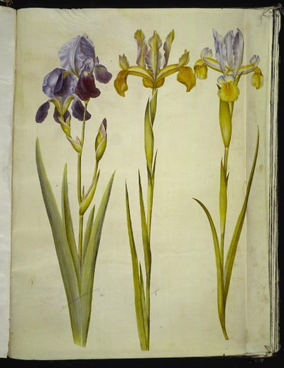 Iris × sambucina (الجرف القزحية) ؛ ايريس لاتيفوليا (الإنجليزية القزحية) بواسطة ماريا سيبيلا ميريان