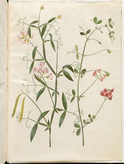 Lathyrus sylvestris (جراب الغابة المسطح) ؛ Lathyrus tuberosus (القرنة المسطحة الدرنية) بواسطة هانز سيمون هولتزبيكر