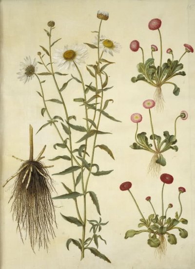 Leucanthemum vulgare (عين الثور الأبيض) ؛ بيليس بيرينس (ديزي مشترك) بواسطة ماريا سيبيلا ميريان
