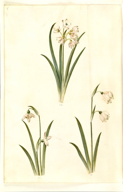 Leucojum aestivum (البرقوق الصيفي) ؛ Galanthus nivalis (قطرة الثلج الشائعة) ؛ Leucojum vernum (Dorotea lily) بواسطة ماريا سيبيلا ميريان