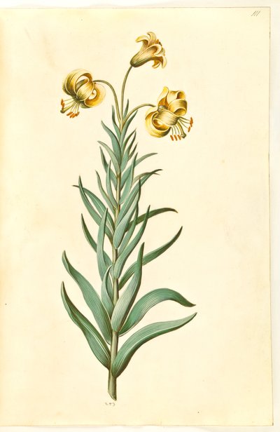 Lilium pyrenaicum (زنبق بيريني) بواسطة هانز سيمون هولتزبيكر