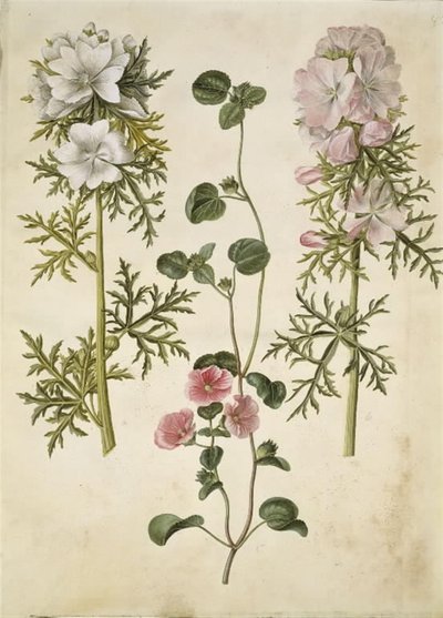 Malva moschata (مظلة المسك) ؛ Malva أو Malope (art af katost or malope) بواسطة ماريا سيبيلا ميريان