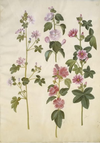 Malva sylvestris (جبن القطط الشائع) ؛ Lavatera thuringiaca (وردة الحور الألمانية) بواسطة ماريا سيبيلا ميريان