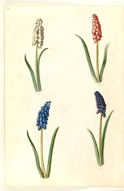 Muscari Botryoides (صفير اللؤلؤ المشترك) بواسطة ماريا سيبيلا ميريان