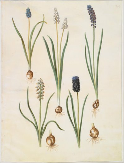 Muscari botryoides (almindelig perlehyacint) ؛ Muscari racemosum (المسك-perlehyacint) ؛ أهمل مسكاري بواسطة ماريا سيبيلا ميريان