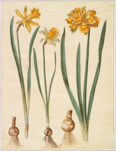 النرجس الكاذب (النرجس البري الكبير) ؛ Narcissus pseudonarcissus bicolor (نرجس ثنائي اللون) ؛ النرجس الكاذب بواسطة هانز سيمون هولتزبيكر