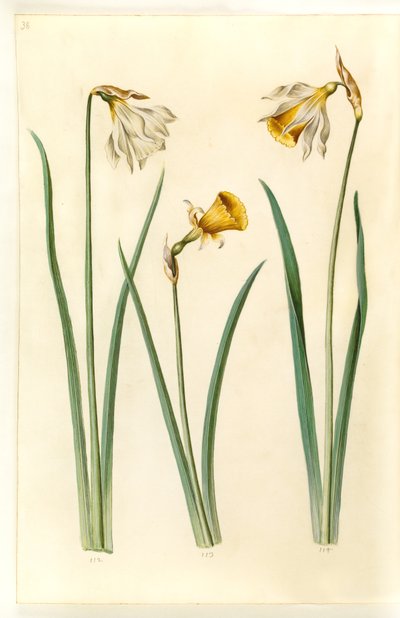 نرجس pseudonarcissus moschatus (المسك-النرجس) ؛ نرجس بولبوكوديوم (كرينولين - نرجس) ؛ Narcissus pseudonarcissus (påskelilje) بواسطة ماريا سيبيلا ميريان