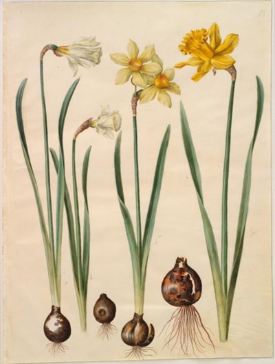 نرجس pseudonarcissus moschatus (المسك-النرجس) ؛ نرجس × نرجس (نرجس تبلومستريت) ؛ Narcissus pseudonarcissus major (stor påskelilje) بواسطة ماريا سيبيلا ميريان