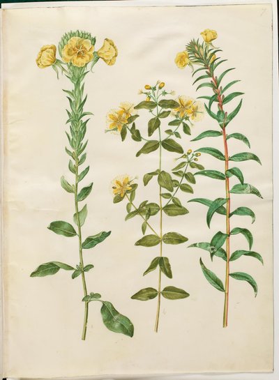 Oenothera biennis (زهرة الربيع المسائية كل سنتين) ؛ Hypericum hircinum (نبتة سانت جون النتنة) ؛ Oenothera rubricaulis (زهرة الربيع المسائية ذات الثمار الحمراء) بواسطة ماريا سيبيلا ميريان