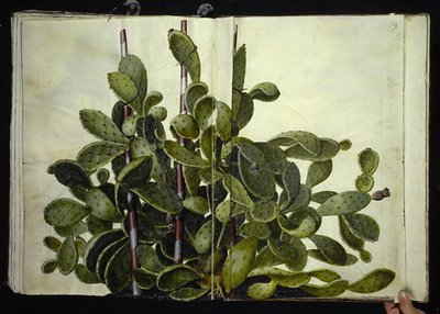 Opuntia ficus-indica أو Opuntia humifusa أو Opuntia monacantha (art af figenkaktus) بواسطة هانز سيمون هولتزبيكر