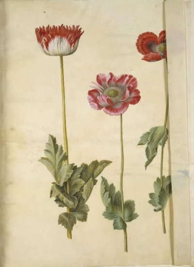 Papaver somniferum (خشخاش الأفيون) بواسطة ماريا سيبيلا ميريان