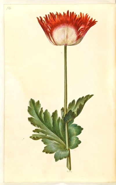 Papaver somniferum (خشخاش الأفيون) بواسطة ماريا سيبيلا ميريان
