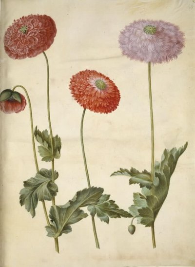 Papaver somniferum (خشخاش الأفيون) بواسطة ماريا سيبيلا ميريان