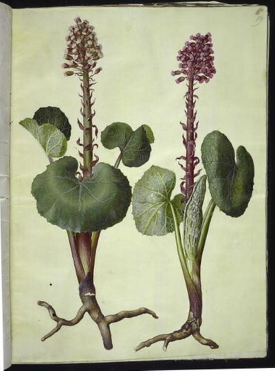 Petasites hybridus (حدوة حصان حمراء) بواسطة ماريا سيبيلا ميريان