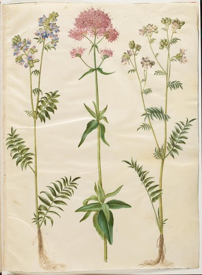 Polemonium caeruleum (سلم يعقوب المشترك) ؛ Centranthus ruber (بوغ أحمر حشيشة الهر) بواسطة هانز سيمون هولتزبيكر