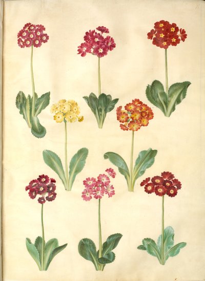 Primula × pubescens (أذن الحديقة) بواسطة هانز سيمون هولتزبيكر