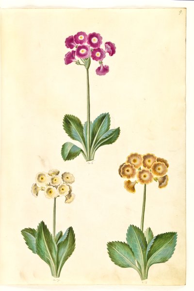Primula × pubescens (أذن الحديقة) بواسطة ماريا سيبيلا ميريان