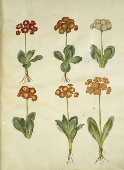 Primula × pubescens (أذن الحديقة) بواسطة هانز سيمون هولتزبيكر