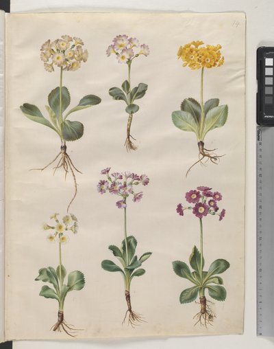 Primula × pubescens Wulfen (have-auricula) بواسطة ماريا سيبيلا ميريان