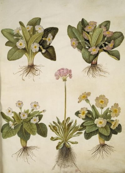 Primula vulgaris (هجين من زهرة الربيع الكبيرة المزهرة) ؛ بريمولا فارينوسا (تزدهر اللوبيا) بواسطة ماريا سيبيلا ميريان