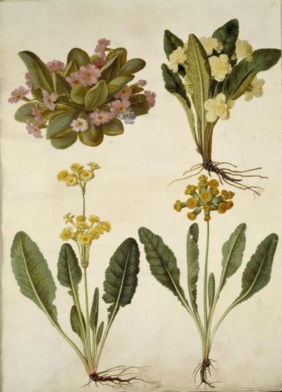بريمولا فولغاريس (كرنفال كرنفال) ؛ Primula vulgaris (هجين من زهرة الربيع الكبيرة المزهرة) ؛ Primula veris (اللوبيا الهجينة ذات العنق المجوف) بواسطة ماريا سيبيلا ميريان