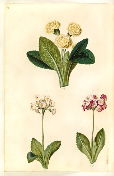بريمولا فولغاريس (زلابية كبيرة مزهرة) ؛ Primula × pubescens (أذن الحديقة) بواسطة ماريا سيبيلا ميريان