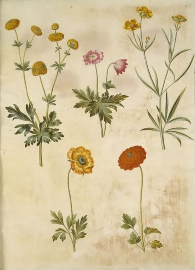 حوذان أكريس (guldknap-ranunkel) ؛ شقائق النعمان nemorosa (شقائق النعمان hvid) ؛ حوذان إليريكوس (السهوب رانكيل) ؛ حوذان اسياتيكا (have-ranunkel) بواسطة ماريا سيبيلا ميريان