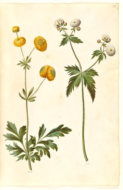 حوذان أكريس (الحوذان زر الذهب) ؛ Ranunculus aconitifolius (زر الحوذان الفضي) بواسطة ماريا سيبيلا ميريان