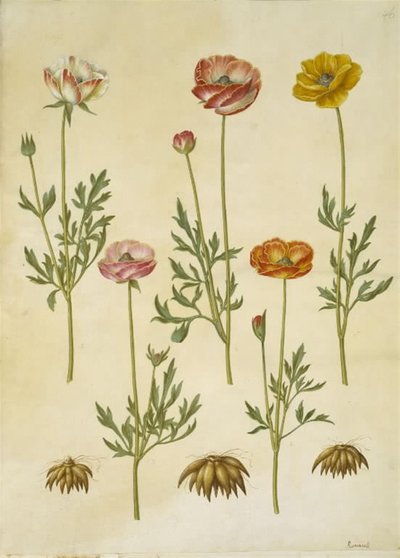 حوذان اسياتيكا (have-ranunkel) بواسطة ماريا سيبيلا ميريان