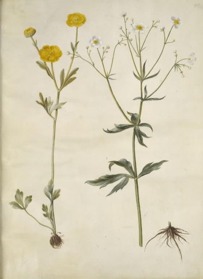 حوذان monspeliacus (حوذان حرير) ؛ Ranunculus aconitifolius (Ranunculus aconitifolius) بواسطة ماريا سيبيلا ميريان