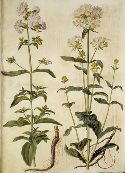Saponaria officinalis (عشبة الصابون الشائعة) بواسطة هانز سيمون هولتزبيكر