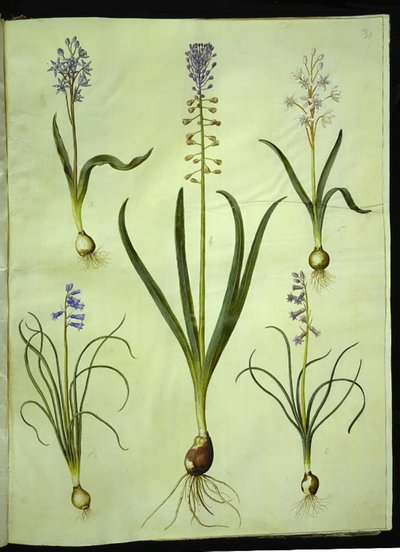 سيلا بيفوليا (سيلا ذات ورقتين) ؛ مسكاري كوموسوم (الغسق صفير) ؛ Brimeura amethystina (صفير البرانس) بواسطة ماريا سيبيلا ميريان